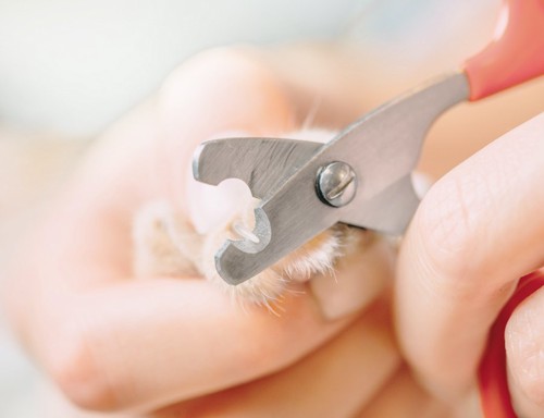 猫用の爪切りで切られている猫の爪