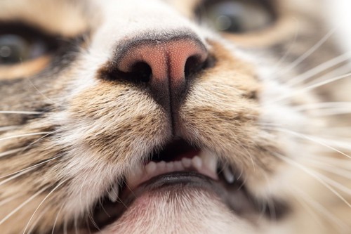 口が半開きの猫の鼻アップ