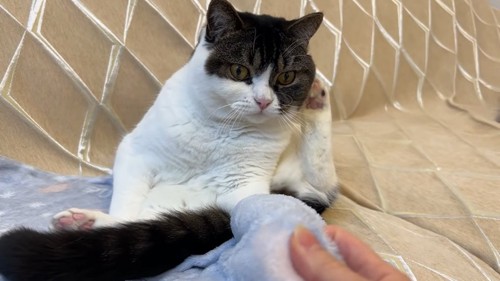 パジャマを引っ張る人の手を見る猫