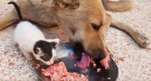 一緒に食べる犬と子猫