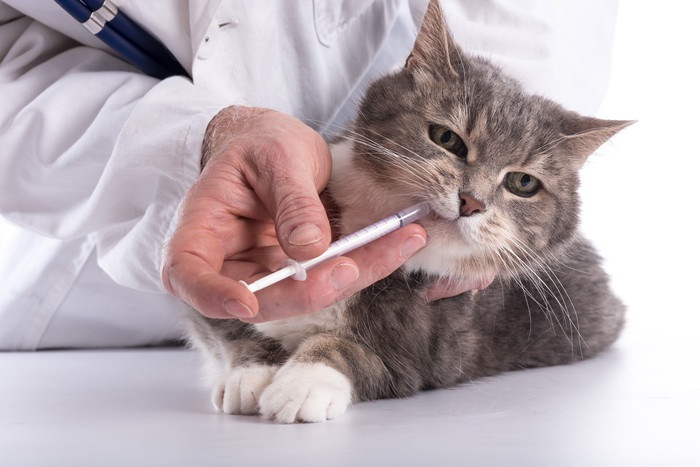 獣医師と薬を飲む猫の写真