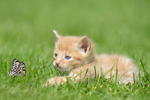 草原で遊ぶ子猫