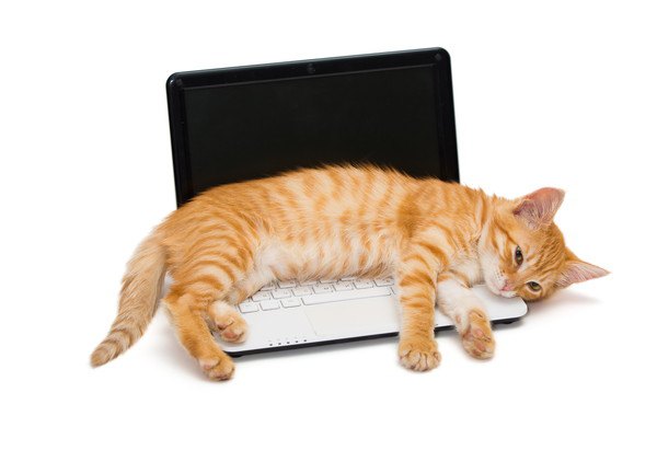 パソコンの上で寝そべる猫