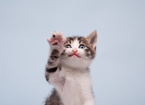 手を上げる子猫