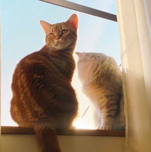 窓の近くにいる猫たち