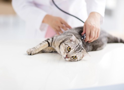 病院で聴診器をあてられる猫