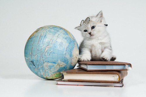 地球儀と本と眼鏡をかけた子猫