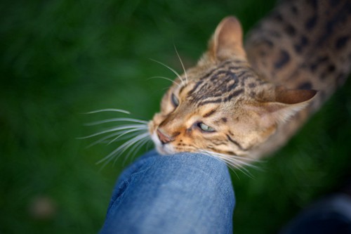 ジーパンの足に顔をこすりつける猫
