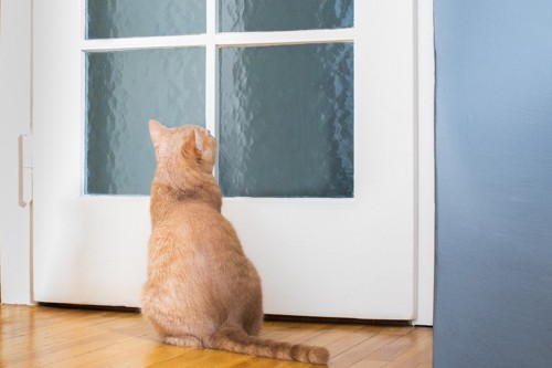 玄関で待ってくれる猫
