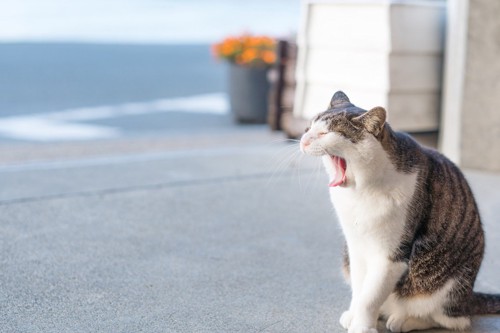 お外であくびをする猫