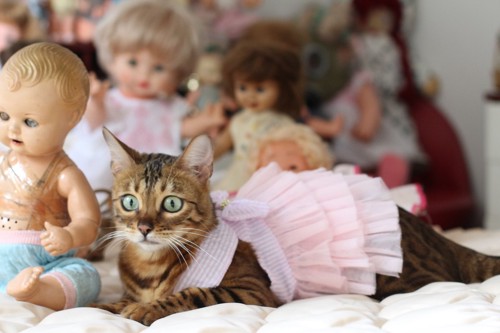 人形の中にいる洋服を着る猫