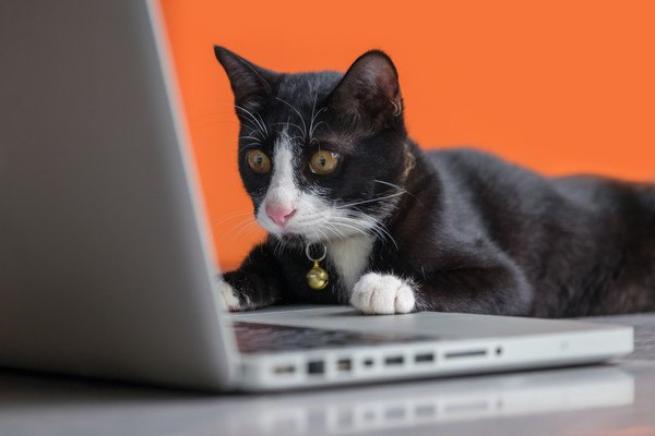 パソコン画面を見る黒白猫
