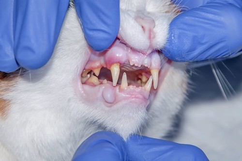 獣医師に口を開けられている猫