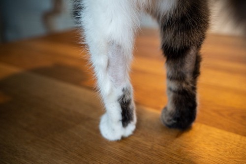 足にハゲのある猫