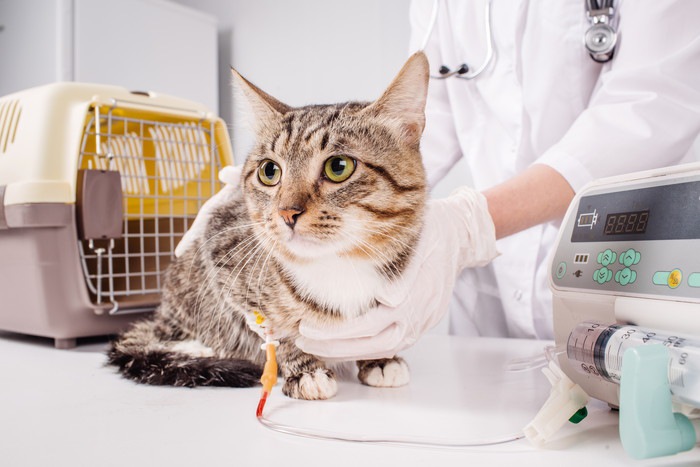 獣医の診察を受ける猫