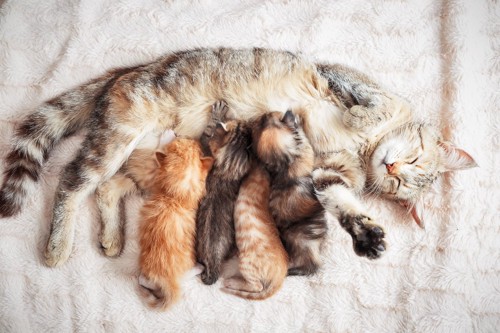 母猫のお乳を飲む子猫たち