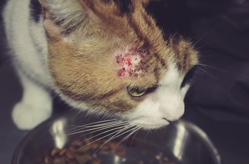 アレルギーでかさぶたのある猫