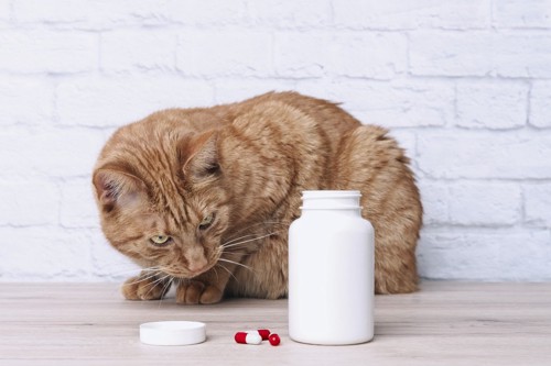 薬を前にする猫