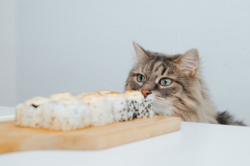 寿司の匂いを嗅ぐ猫