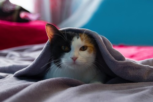 毛布を被る猫