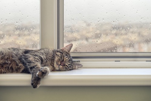 雨で濡れた窓と寝る猫