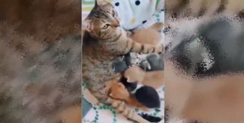 授乳中の猫と子猫たち