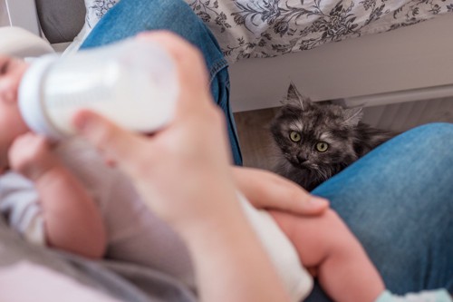 哺乳瓶でミルクを飲む赤ちゃんとそれを見ている猫
