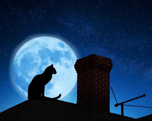 満月と猫のシルエット