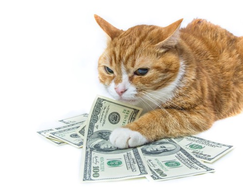 お金と猫
