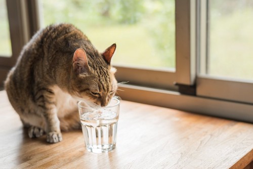 テーブルの上のグラスに口をつけて水を飲む猫