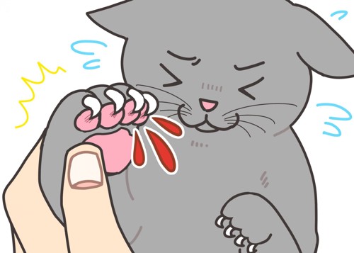 猫の爪が巻き爪になる原因