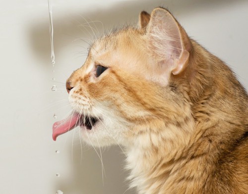 水を飲む猫の横顔