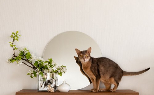 棚に飾られている花瓶と猫