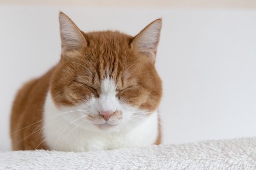 毛布の上で香箱座りで寝る猫