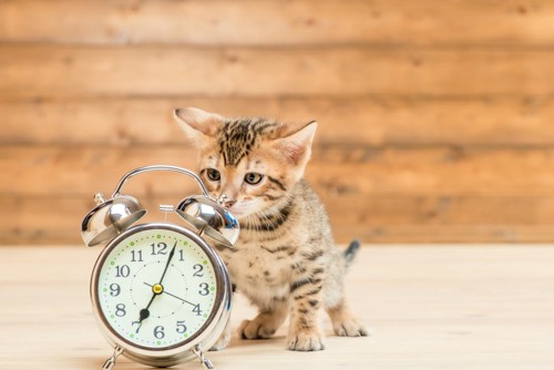 時計と子猫