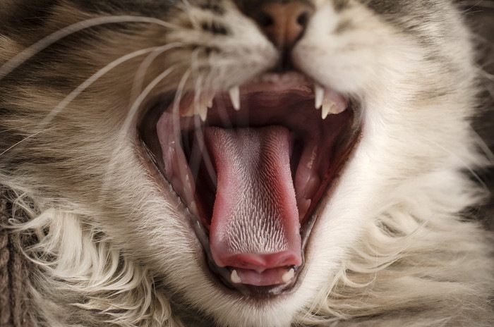 ザリザリ舌の猫