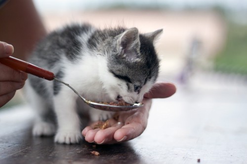 スプーンで餌をもらっている子猫