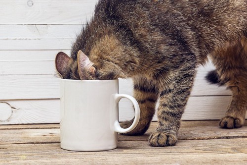 マグカップに顔を入れる猫