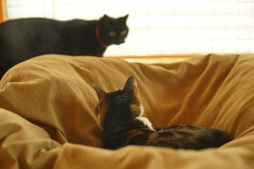 猫ベッドの上の猫とその向こうを歩いていく猫