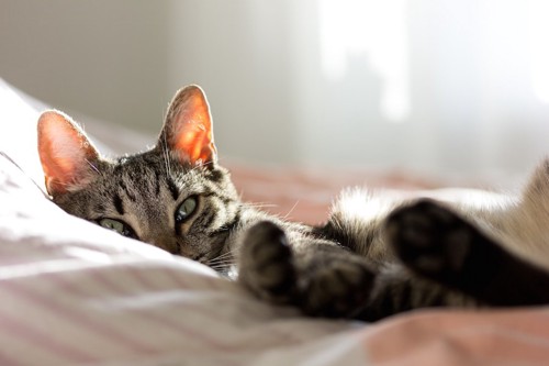 ベッドの布団の上で眠っている猫