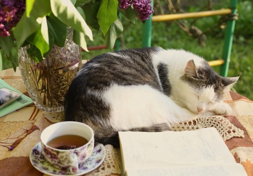猫と紅茶