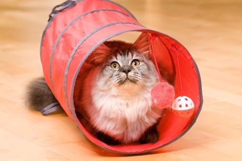 カシャカシャ言うトンネルに入る猫
