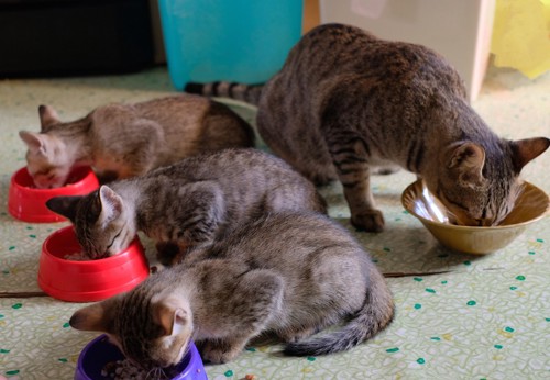 餌を食べる猫たち