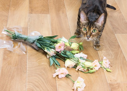 割れた花瓶と猫