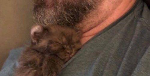 男性の顎の下で寝る子猫