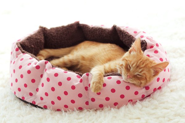 ピンクのベッドで寝る子猫