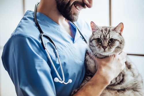 病院で獣医師に診察される猫