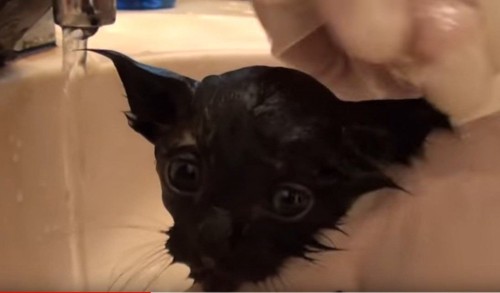お風呂に入れられる猫