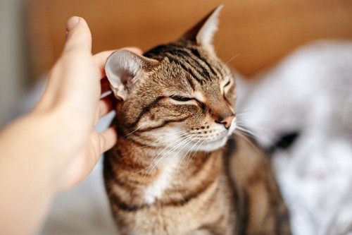 耳を触られる猫