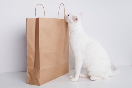 紙袋の中を見ようとする猫